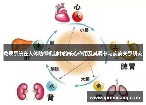 免疫系统在人体防御机制中的核心作用及其调节与疾病关系研究